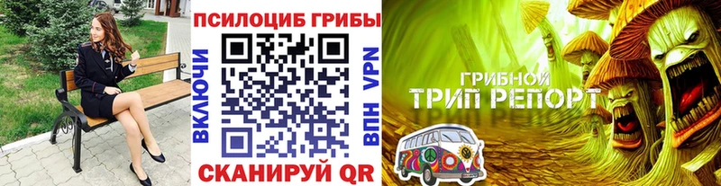 Купить где  Шали  Псилоцибиновые грибы Cubensis 